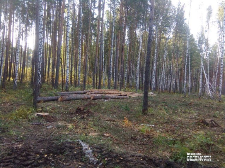 В Новоуральске выявлена незаконная рубка леса почти на полмиллиона рублей