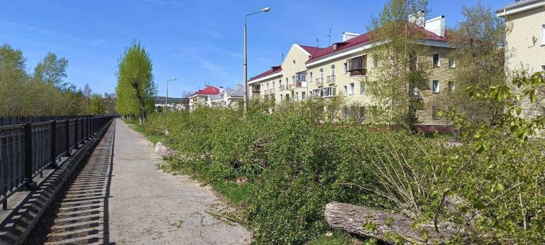 Кизильник в Новоуральске: когда «озеленение» превращается в профанацию