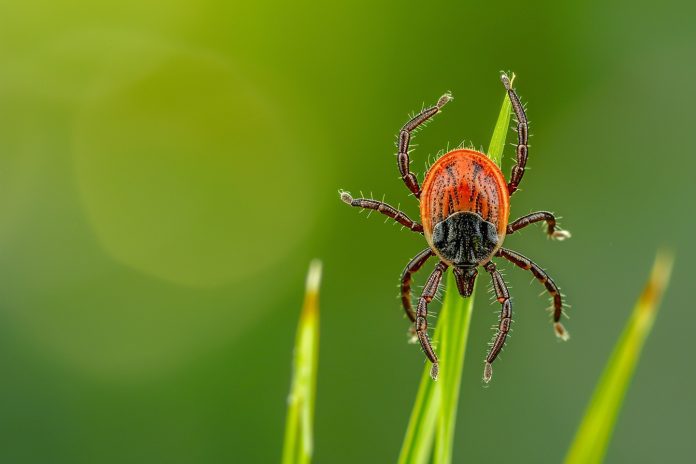 aqqj0zhcfsasg1qj85vv77gmp2lmihan