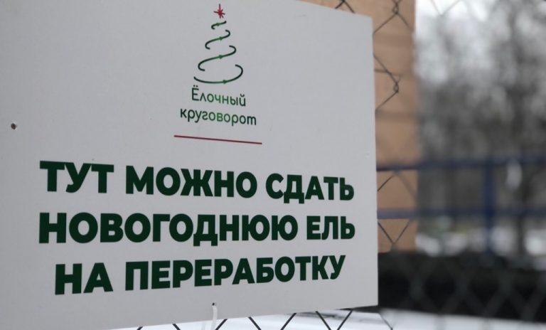 Ёлки, сдавайтесь!