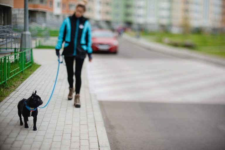 Правила выгула собак: что нужно знать владельцам